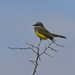 LHG_5336 Couch`s Kingbird at Heron Flats by rontu