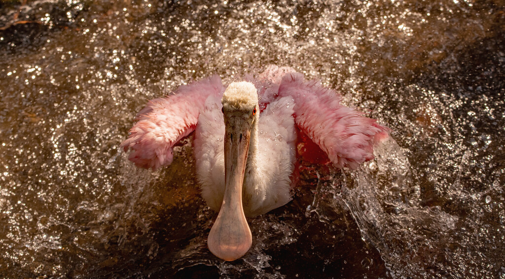 Roseate Spoonbill, Taking a Bath! by rickster549