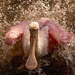 Roseate Spoonbill, Taking a Bath! by rickster549