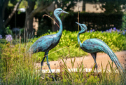 28th Feb 2023 - Blue Crane statues in a garden