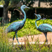 Blue Crane statues in a garden by ludwigsdiana