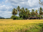 21st Feb 2023 - Rice Paddy and Homestead