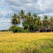 Rice Paddy and Homestead by ianjb21