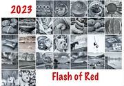 28th Feb 2023 - Extras - Flash of Red - Monthly view