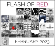 28th Feb 2023 - Flash of Red February