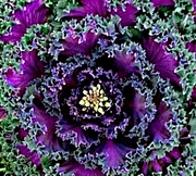 28th Feb 2023 - Amazing ornamental cabbage art 