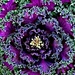 Amazing ornamental cabbage art  by congaree