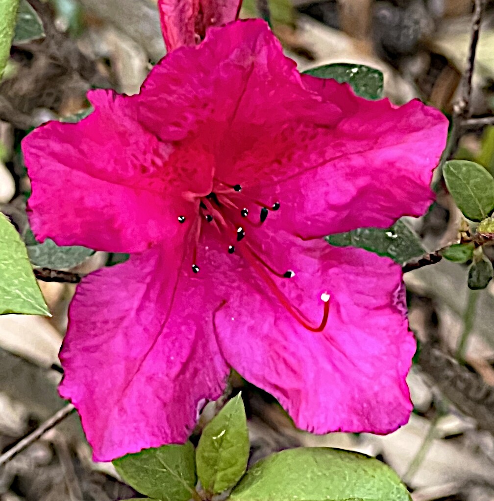 Brilliant azaleas in peak bloom in our area by congaree
