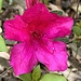 Brilliant azaleas in peak bloom in our area by congaree