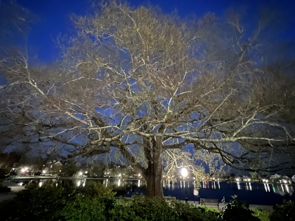 Night scene at Colonial Lake by congaree