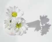 28th Feb 2023 - Flowers And Shadows P2286552