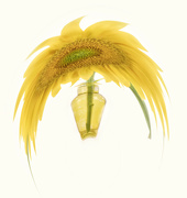 1st Mar 2023 - Sunflower 