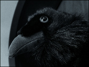 27th Feb 2023 - Raven by my side