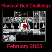 28th Feb 2023 - Flash of Red Challenge 2023