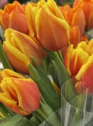 28th Feb 2023 - Being patient until our tulips bloom.  Until then, we'll enjoy those we can purchase.