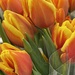 Being patient until our tulips bloom.  Until then, we'll enjoy those we can purchase. by essiesue