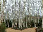 28th Feb 2023 - Anglesey Abbey......