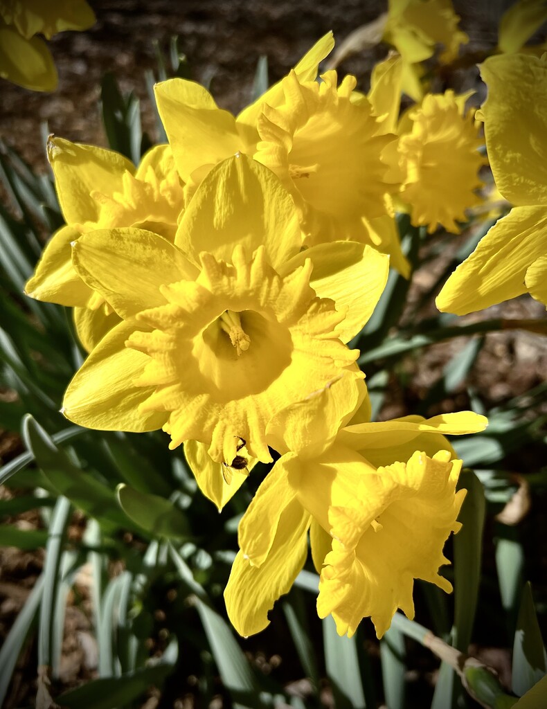 King Alfred Daffodils by calm