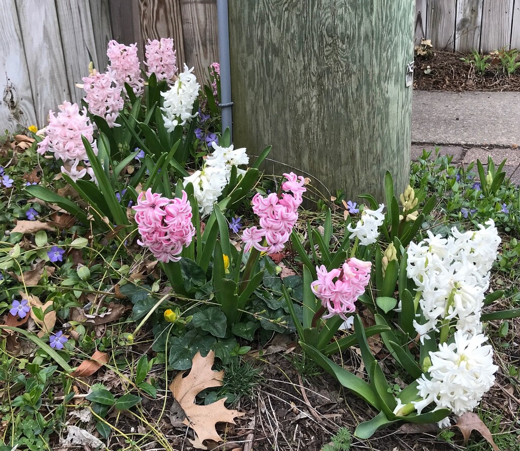 Hi from the Hyacinths by allie912