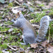 Squirrel feeding by pcoulson