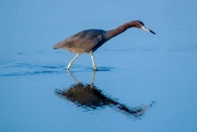 28th Feb 2023 - Little Blue Heron