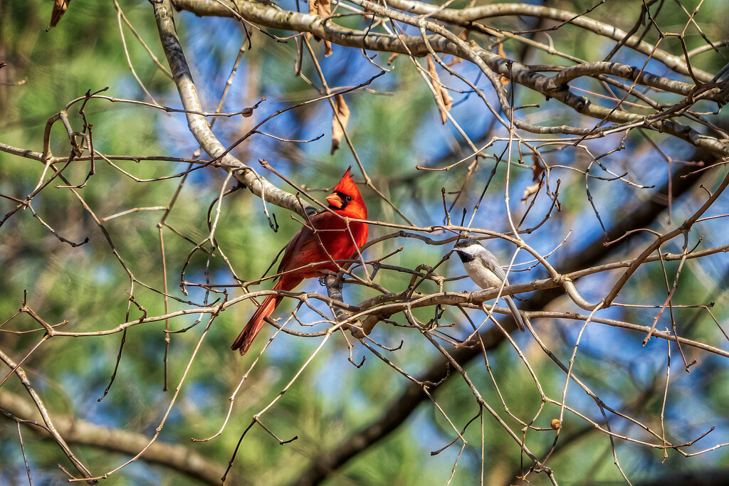 Northern Cardinal & Carolina Chickadee  by kvphoto