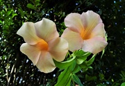 1st Mar 2023 -  Pretty Allamanda Flower ~