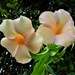  Pretty Allamanda Flower ~ by happysnaps