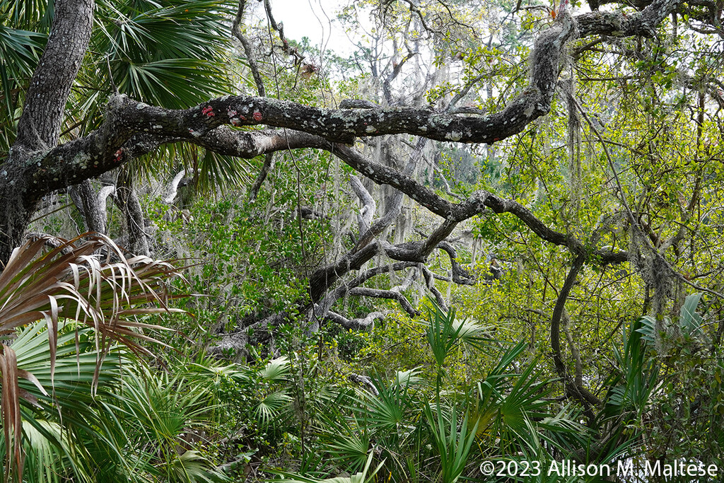 The Florida "Jungle" by falcon11