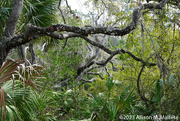 28th Feb 2023 - The Florida "Jungle"