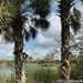 View to Lake Osprey