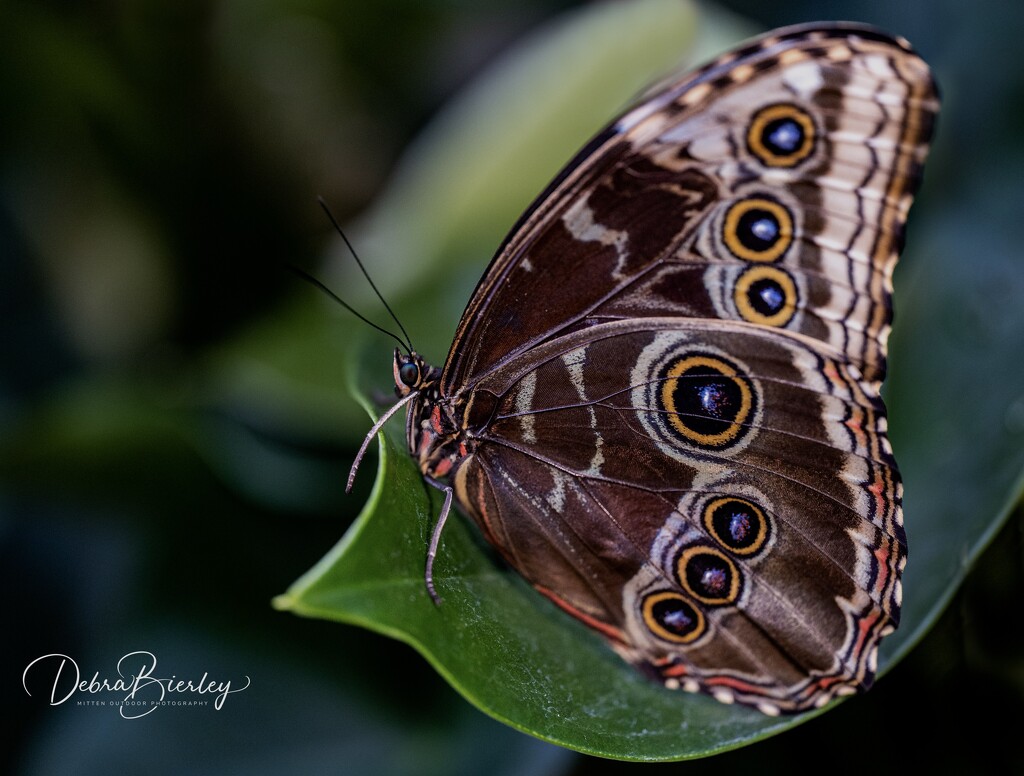 Blue Morpho Butterfly  by dridsdale