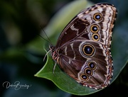 28th Feb 2023 - Blue Morpho Butterfly 