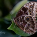 Blue Morpho Butterfly  by dridsdale
