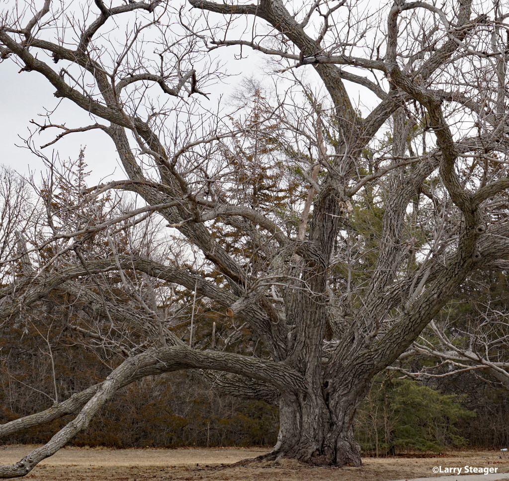 View of twisted trunk of black walnut tree by larrysphotos