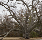 28th Feb 2023 - View of twisted trunk of black walnut tree