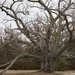 View of twisted trunk of black walnut tree by larrysphotos