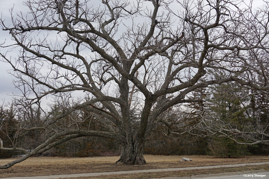 Black walnut tree by larrysphotos