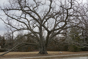 28th Feb 2023 - Black walnut tree