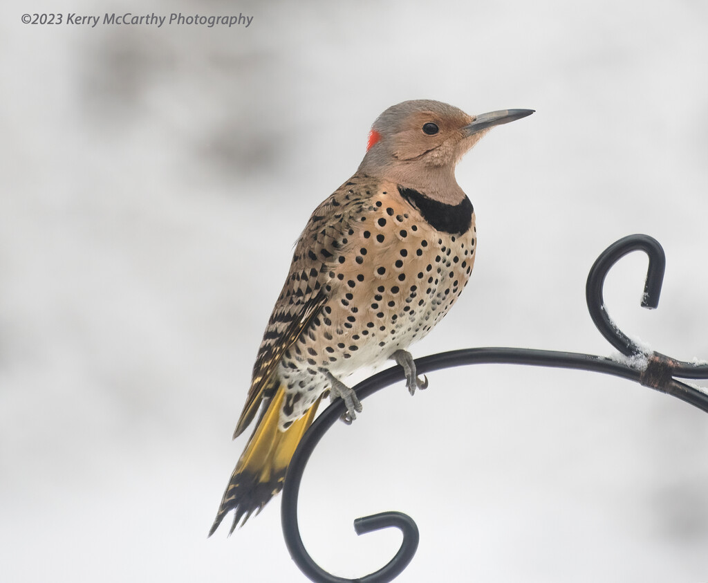 Yellow-Shafted flicker by mccarth1