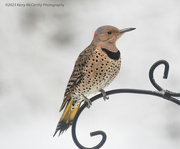 28th Feb 2023 - Yellow-Shafted flicker