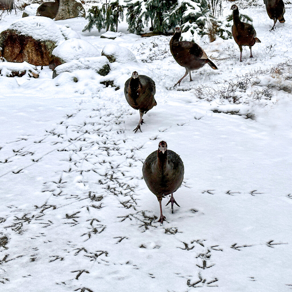 The march of the turkeys by berelaxed