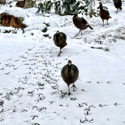 28th Feb 2023 - The march of the turkeys