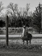 28th Feb 2023 - Neighborhood Llama