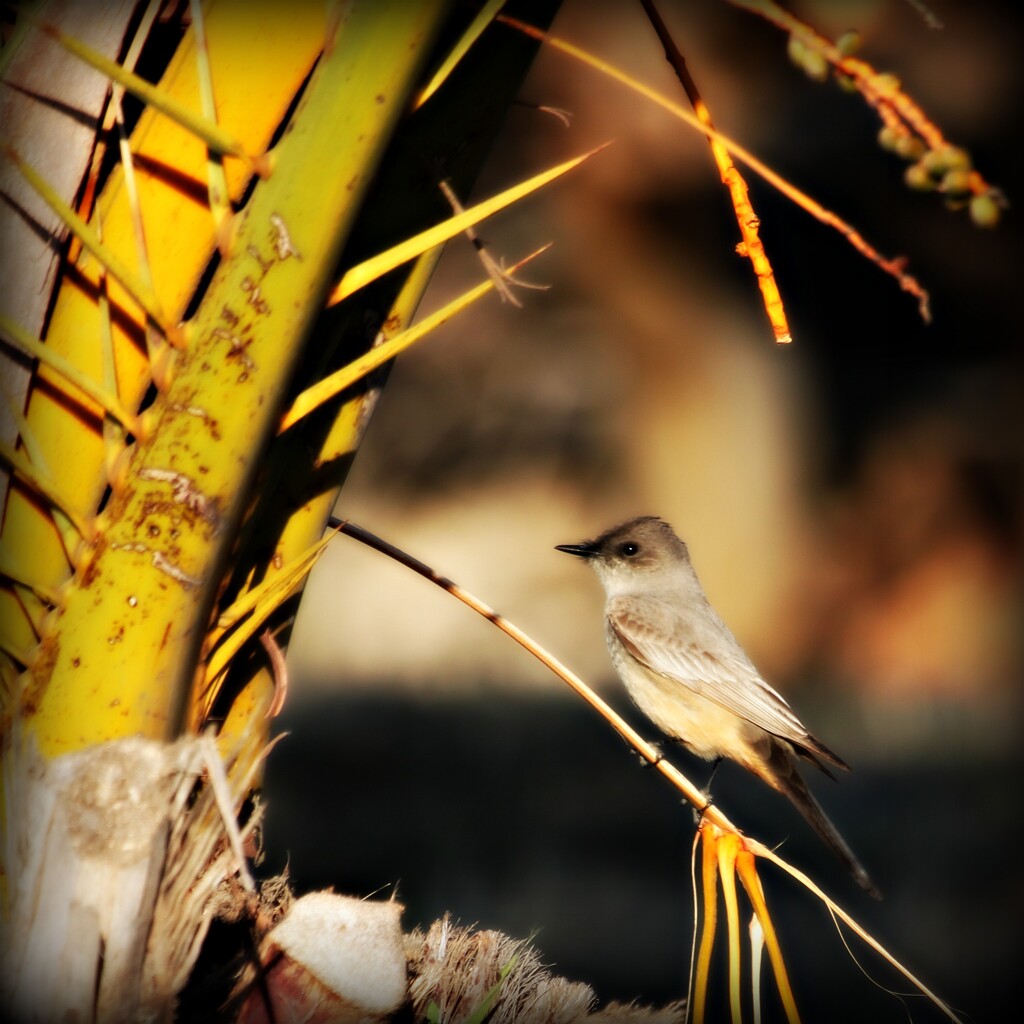 cassin's kingbird by ellene