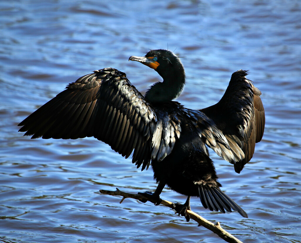 double-crested cormorant by ellene