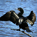 double-crested cormorant by ellene