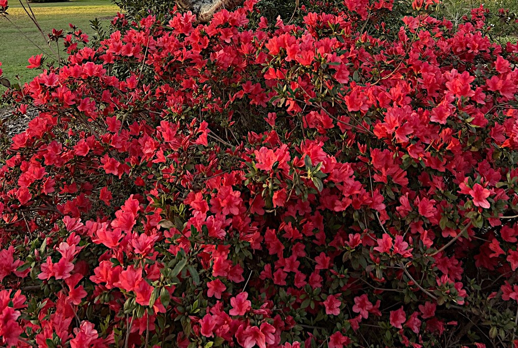 Azaleas — walls of colors by congaree
