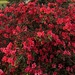 Azaleas — walls of colors by congaree