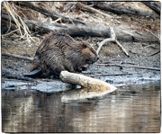 28th Feb 2023 - Bucky Beaver